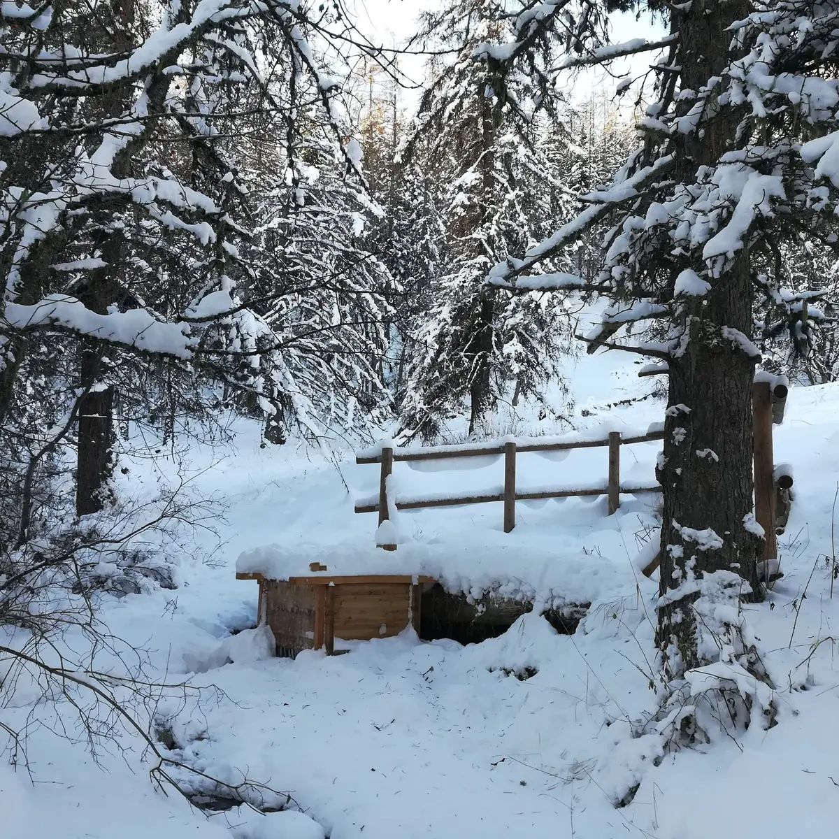 Source de champ Chamous