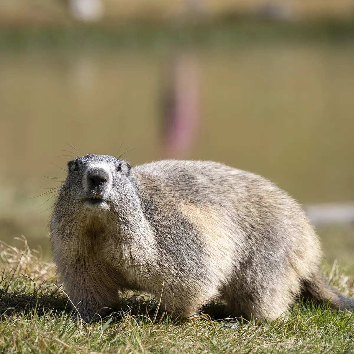 Marmotte au lac du lauzanier