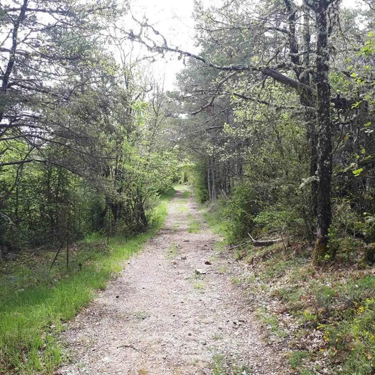 Petit sentier bordé de végétation typiquement méditerranéenne