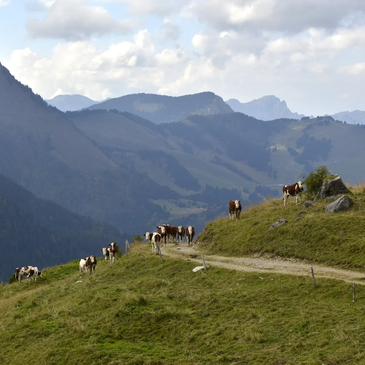 Randonnée sur les hauteurs d'Abondance