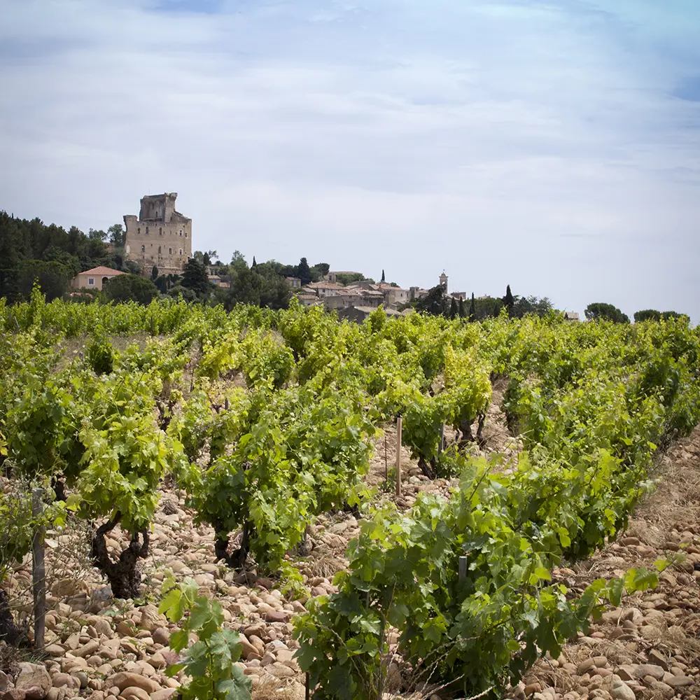 Vignoble de Châteauneuf - AKTA