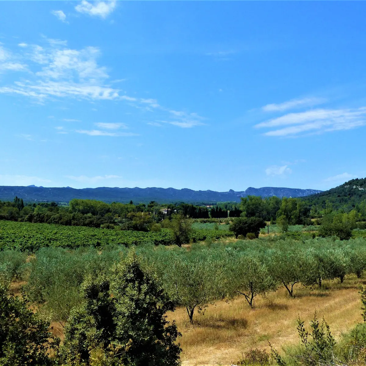 Vue sur Valdition et les Alpilles