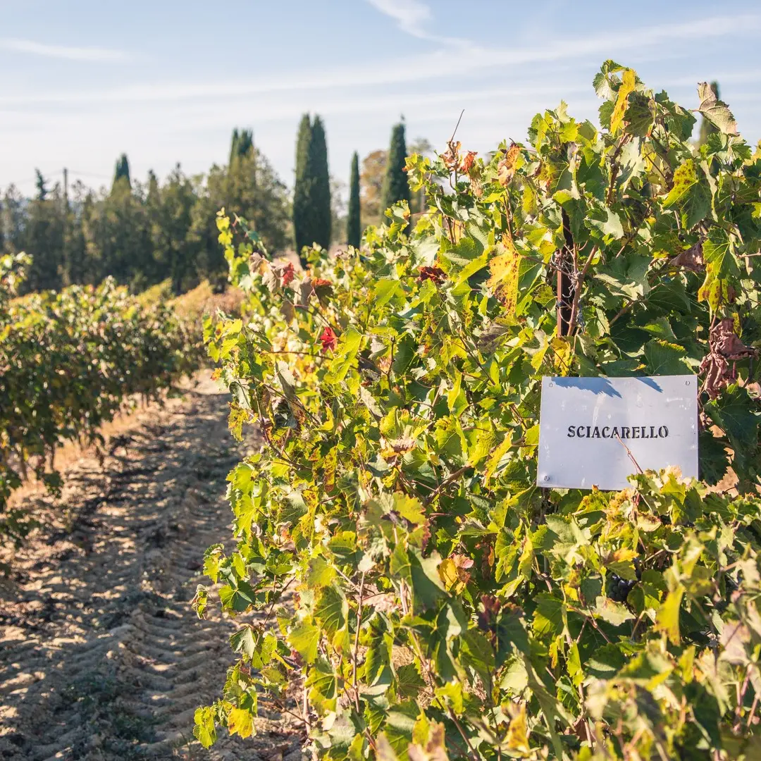 Expérience château Turcan_AnsouisExpérience château Turcan_Ansouis