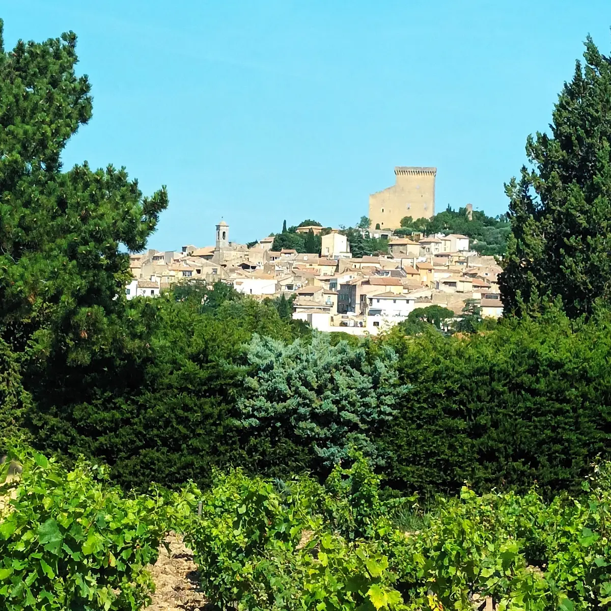 Châteauneuf du Pape et son célèbre vignoble