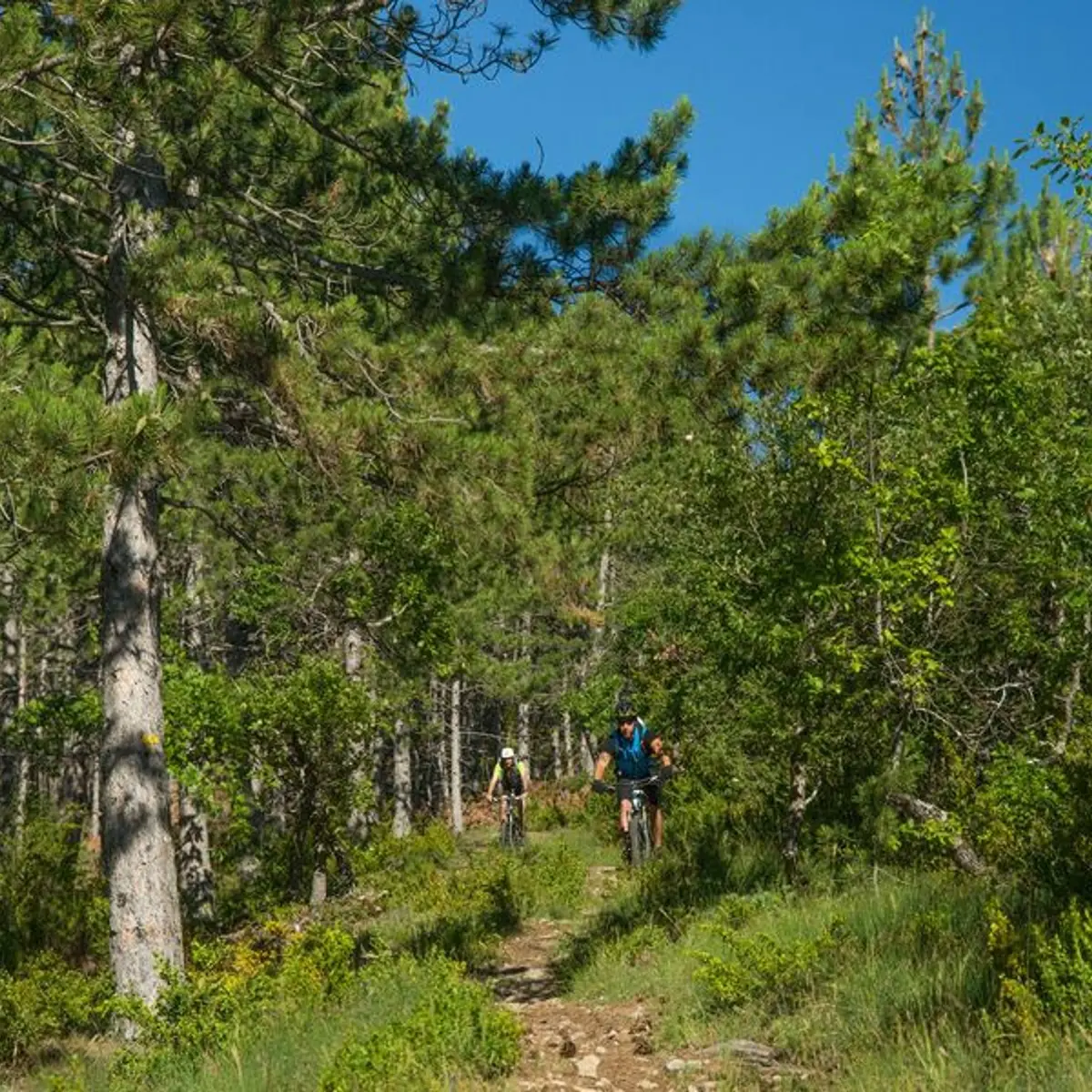 Traversée de la forêt Domaniale de la Méouge à VTT