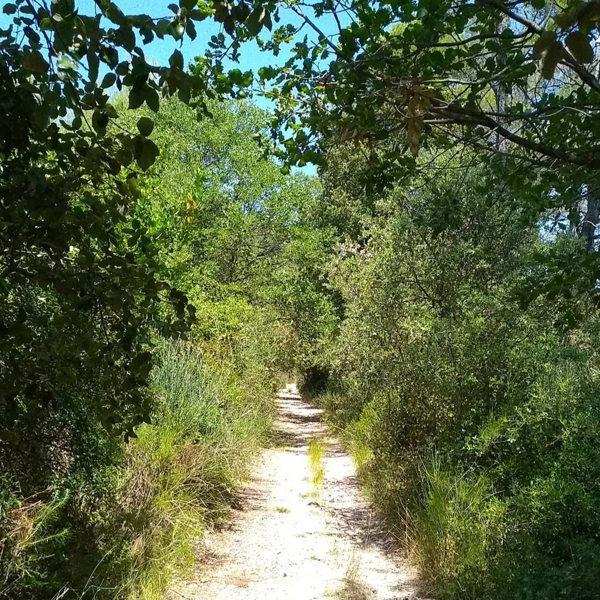 Sentier entouré de végétation dans une ambiance forestière