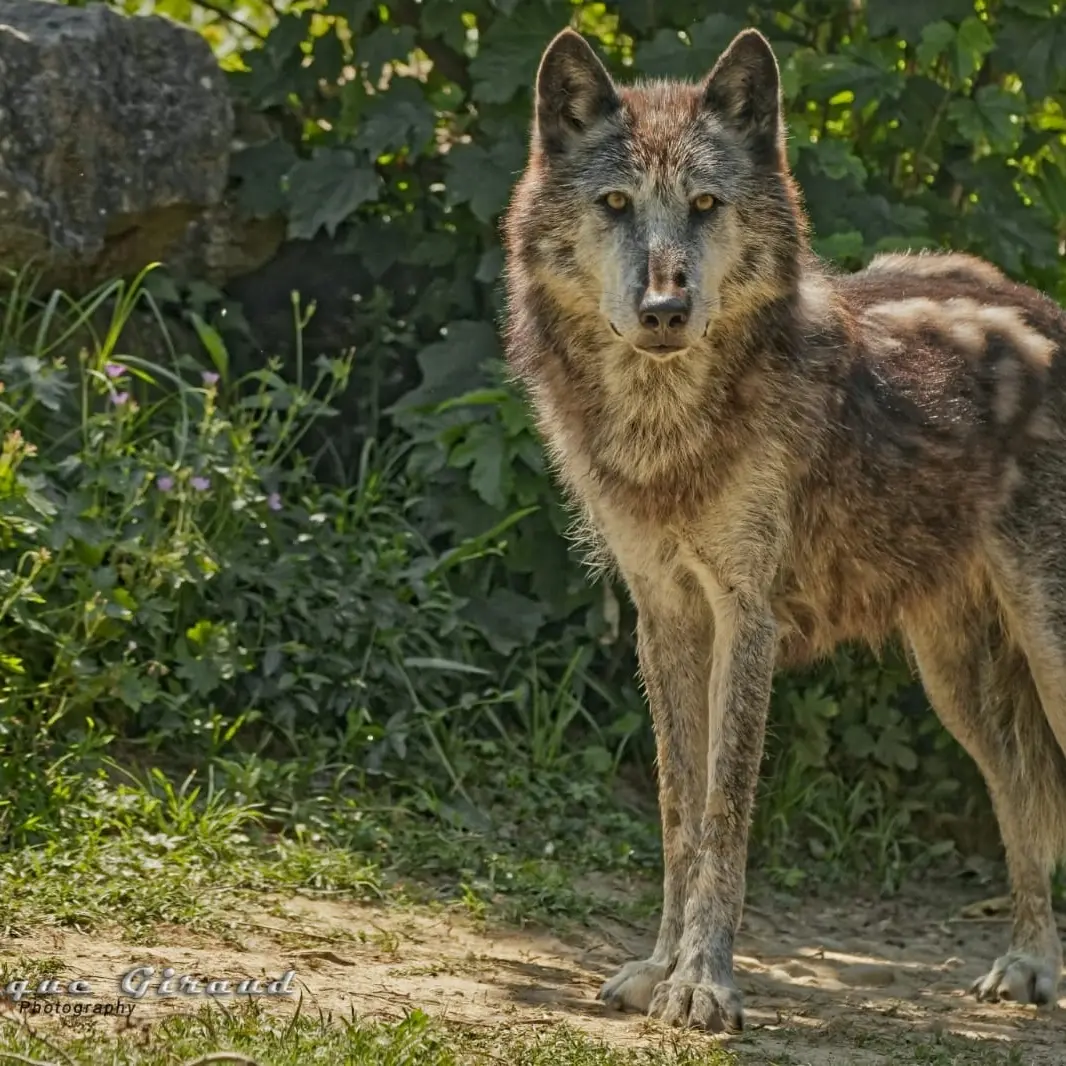 Loups Macenzie