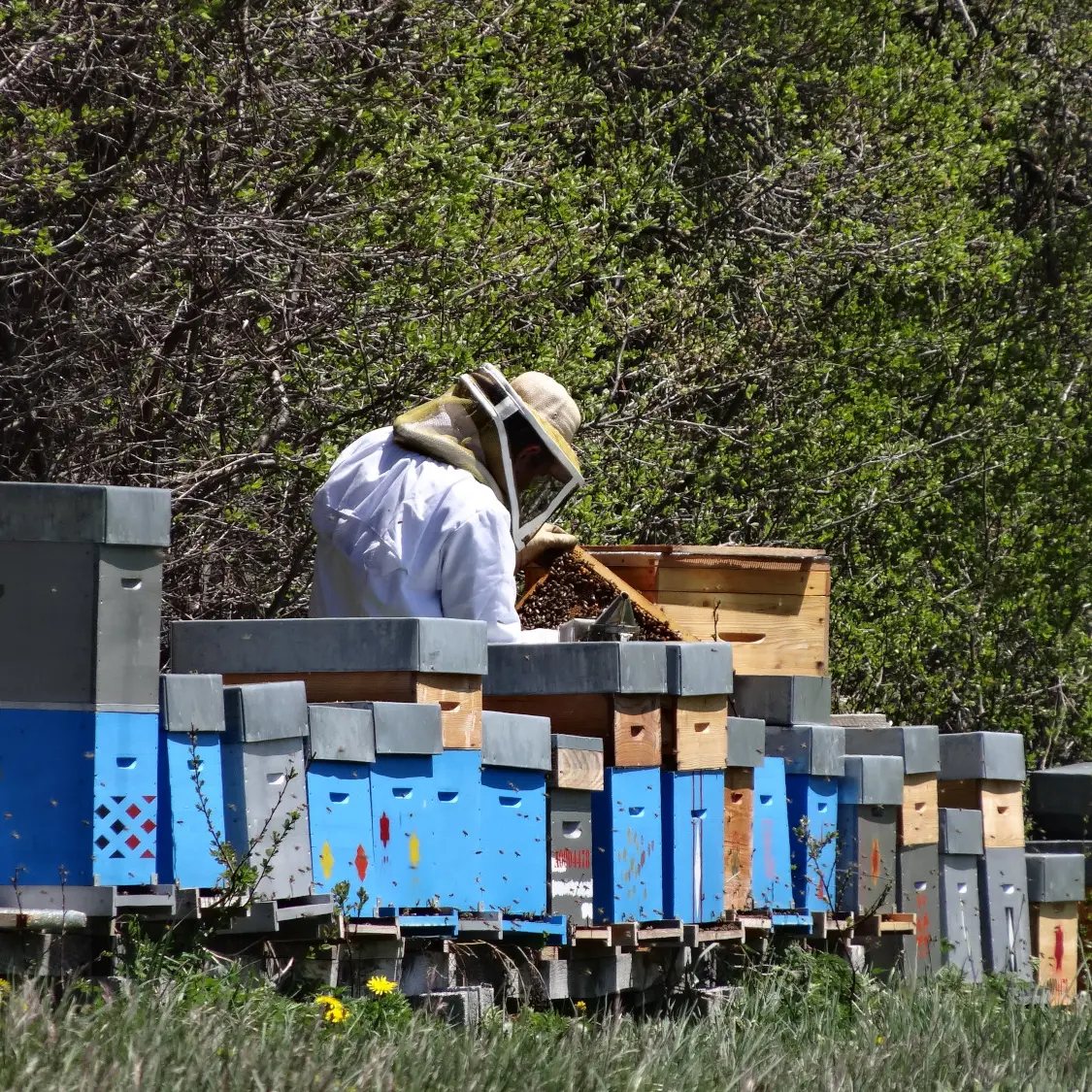 Miellerie de l'Oseraie, St Julien en Champsaur