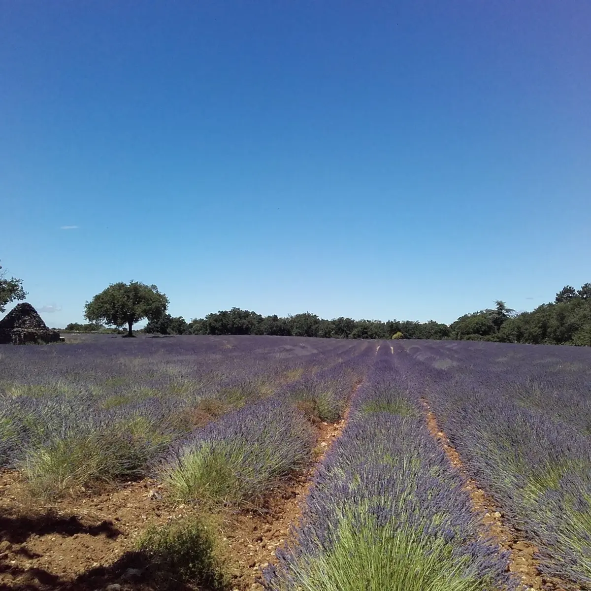 Borie noyée au milieu des lavadins
