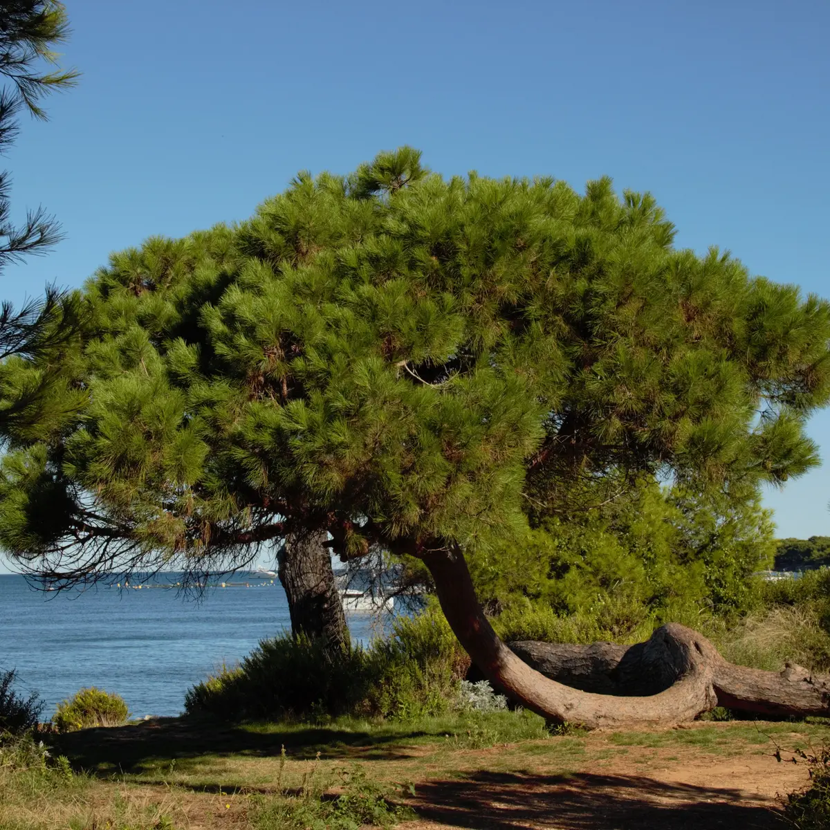 Horizon - Boat Trip Ste Marguerite