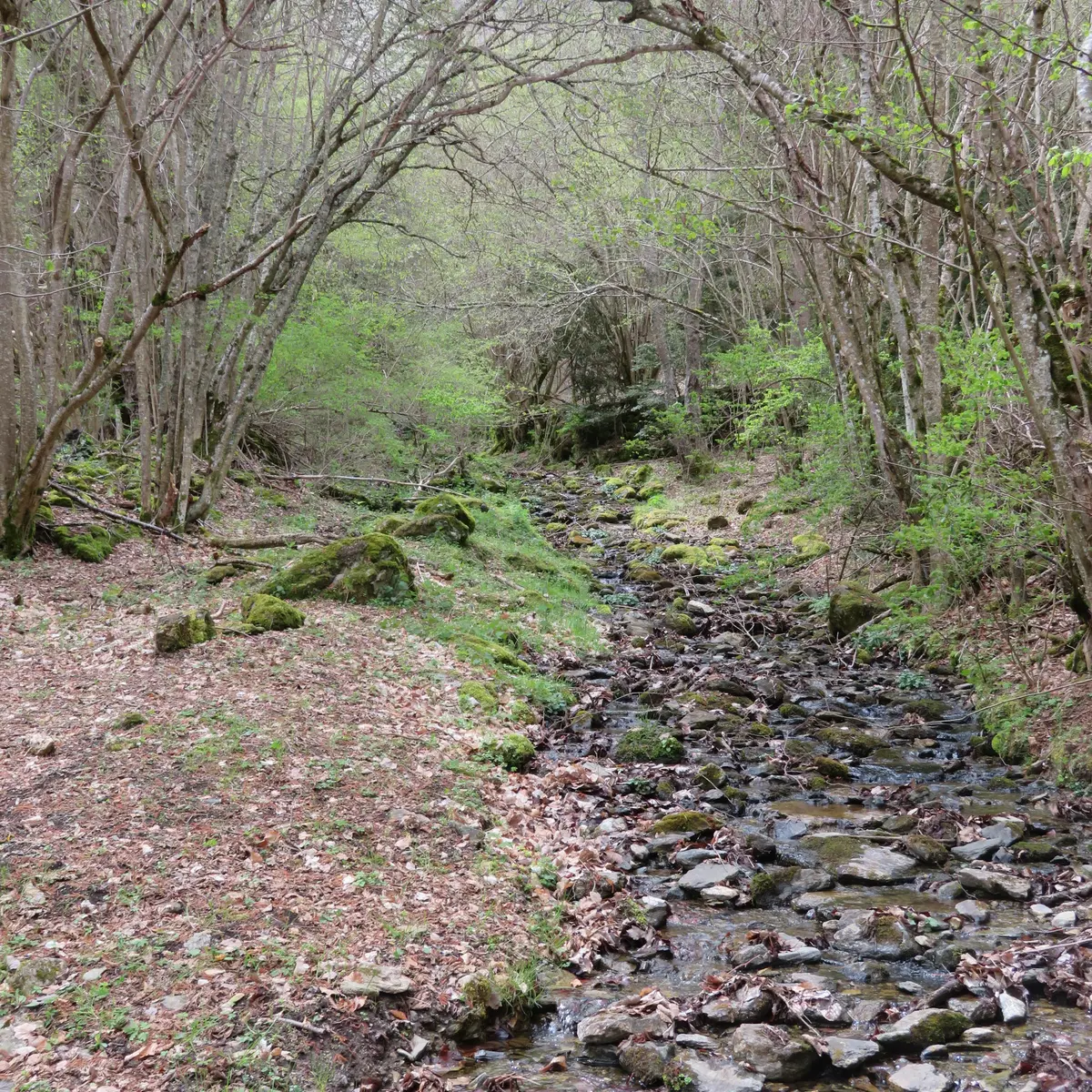 Ruisseau au bord du chemin