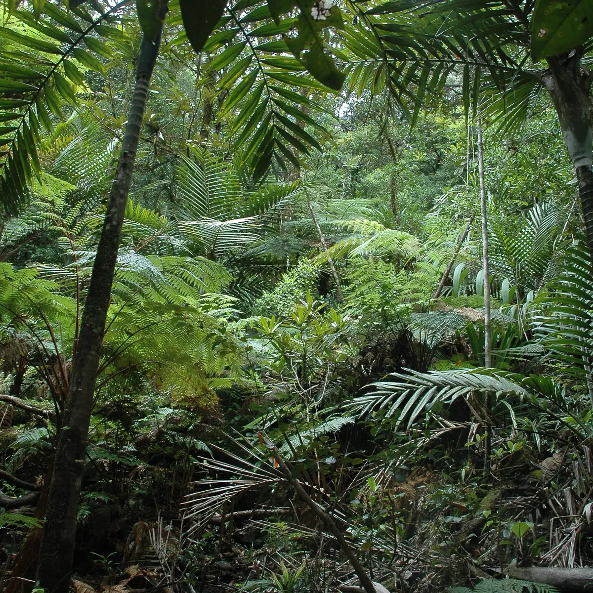 Forêt primaire