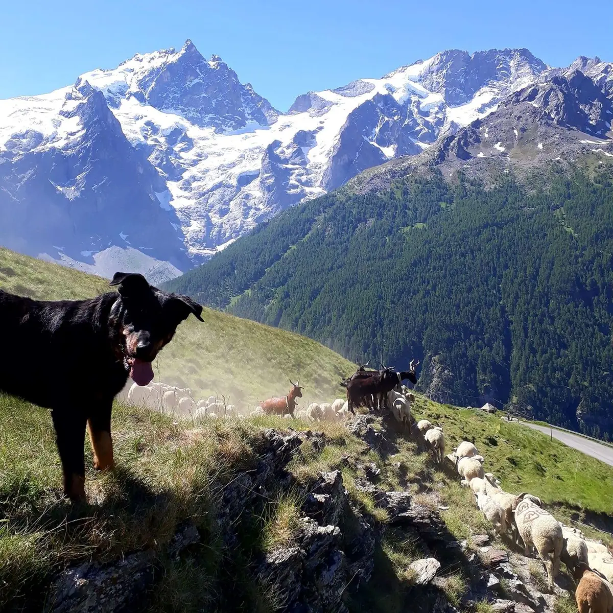 Le chien de berger surveille son troupeau - La Grave