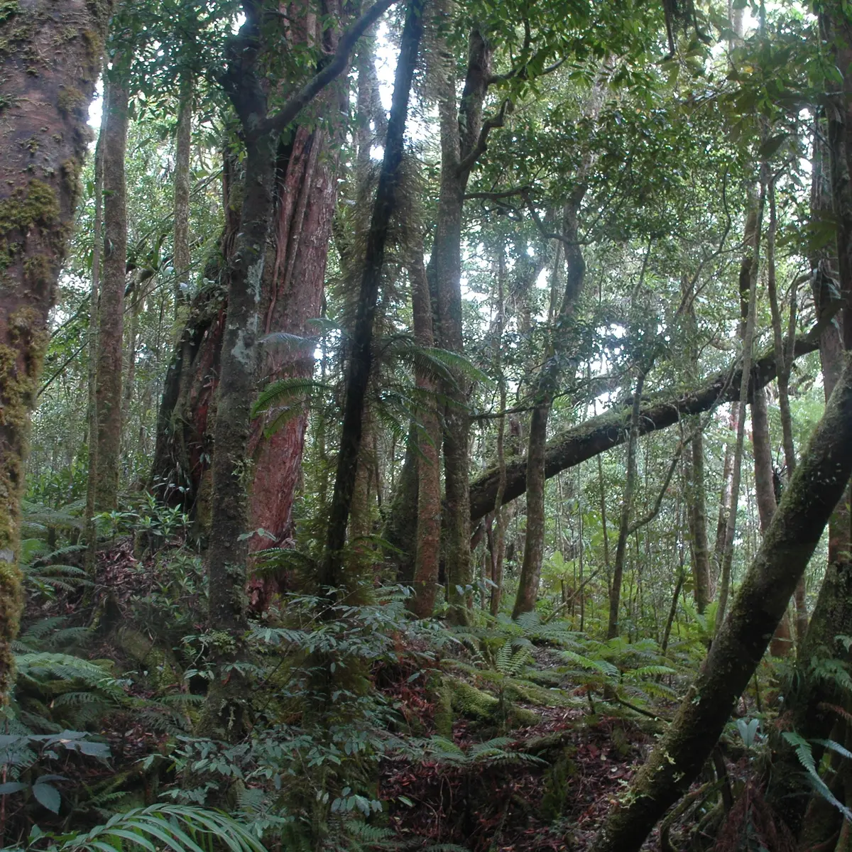 Forêt primaire