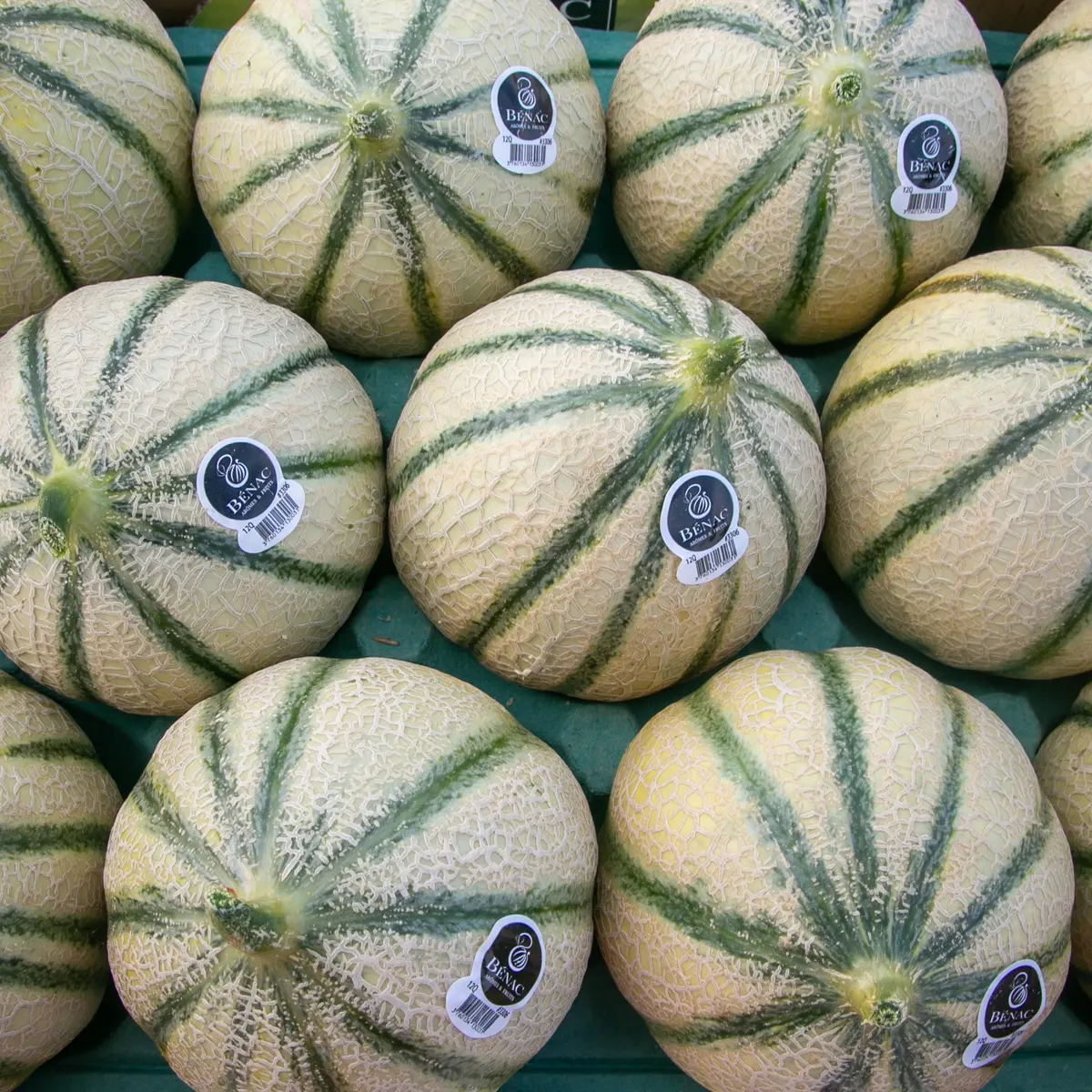 Melon le Bénac