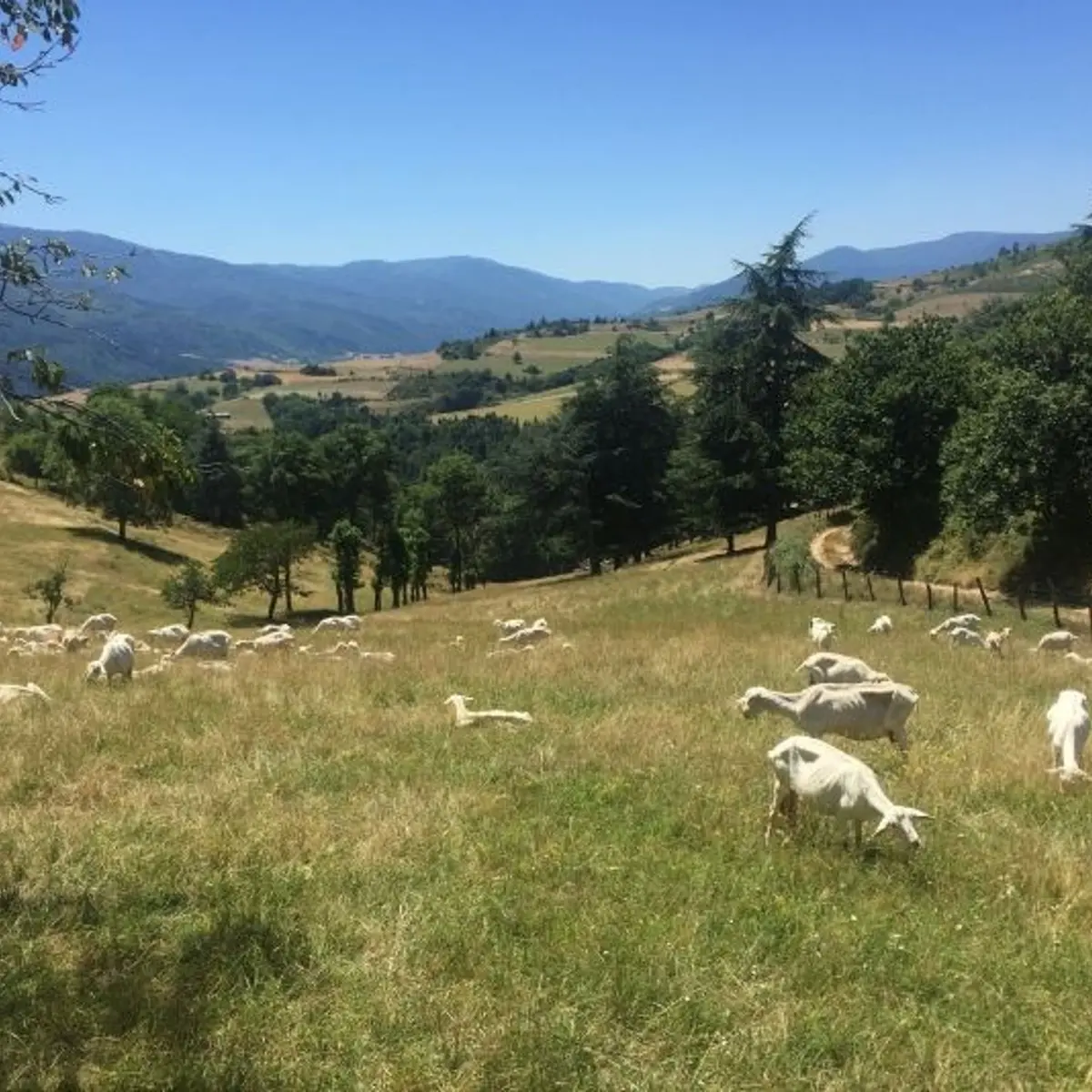 Troupeau de chèvres sur la randonnée Toissieu