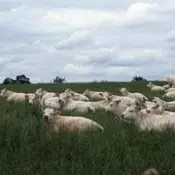 Charolais dans les prés