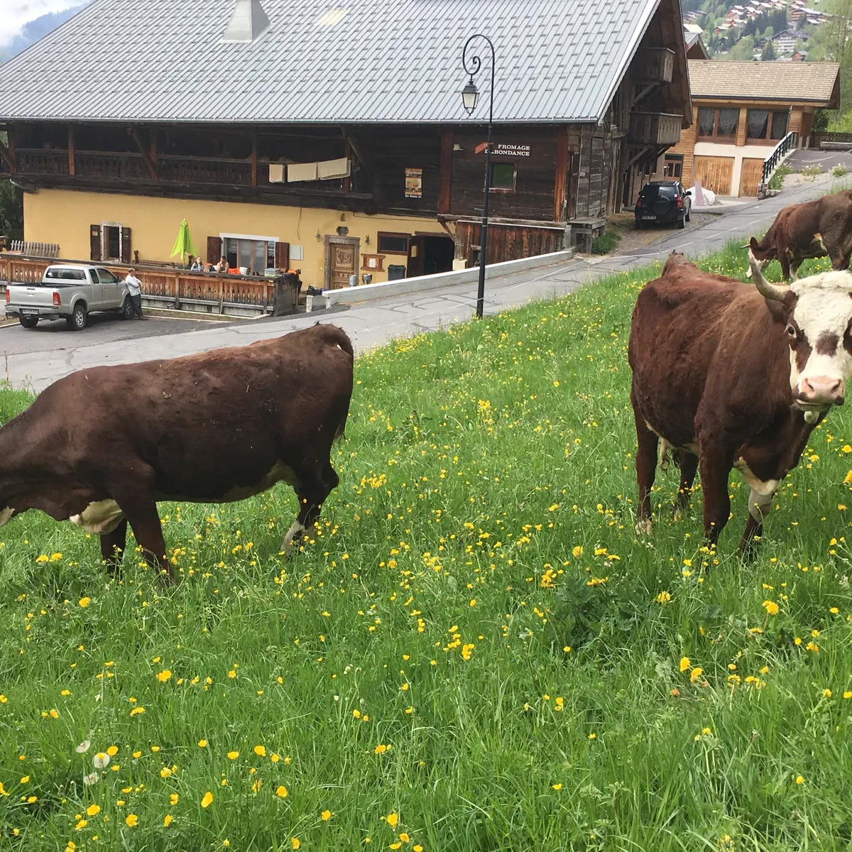Vaches dans le pré en face de la ferme