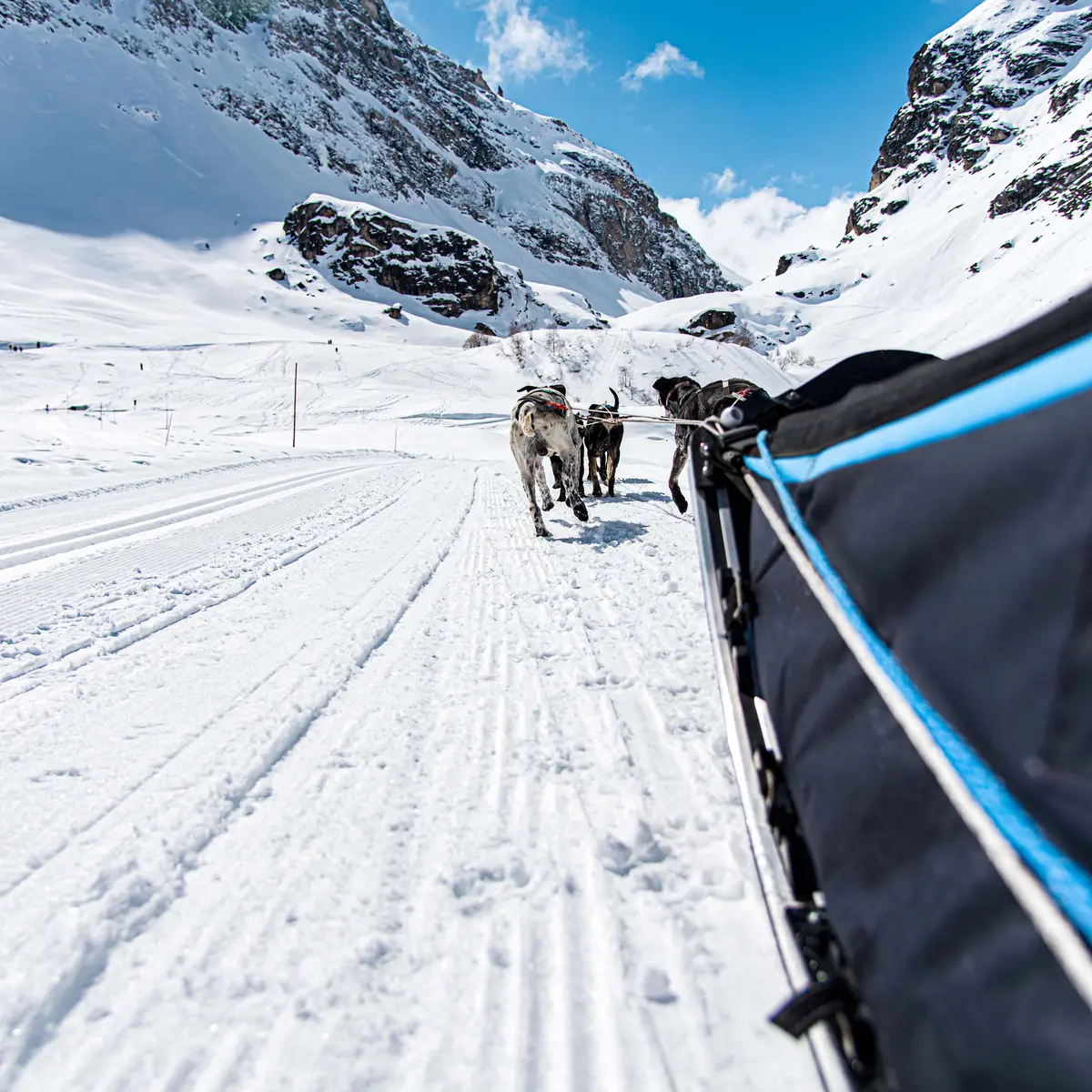 Sortie traineau à chiens au Manchet - Évolution 2 Val d'Isère