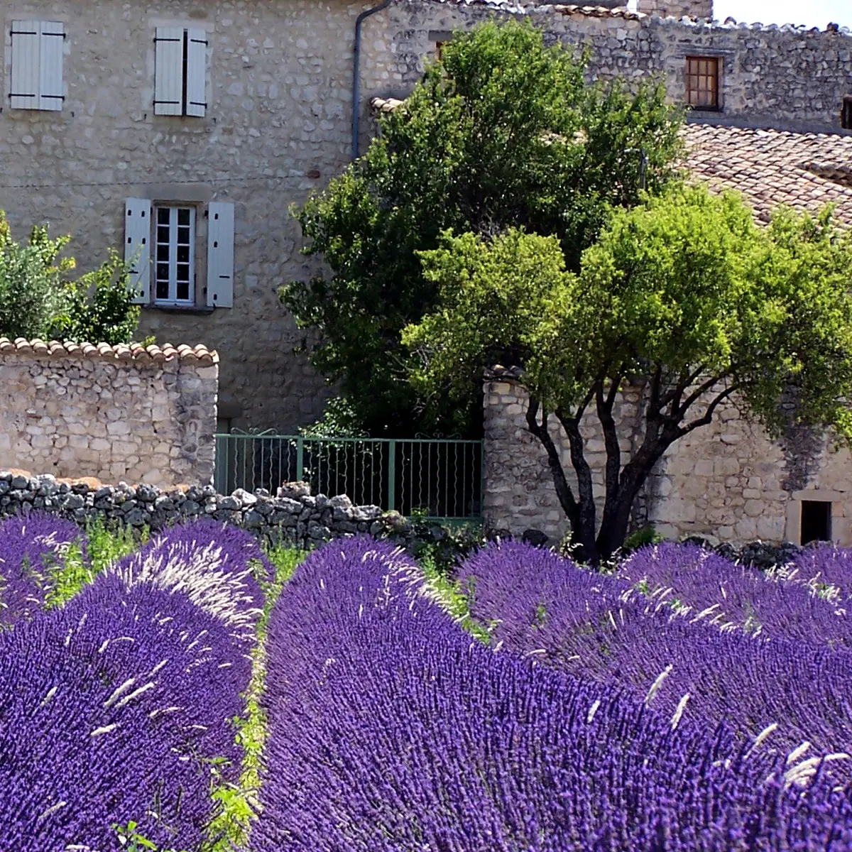 Lavande et vue clocher