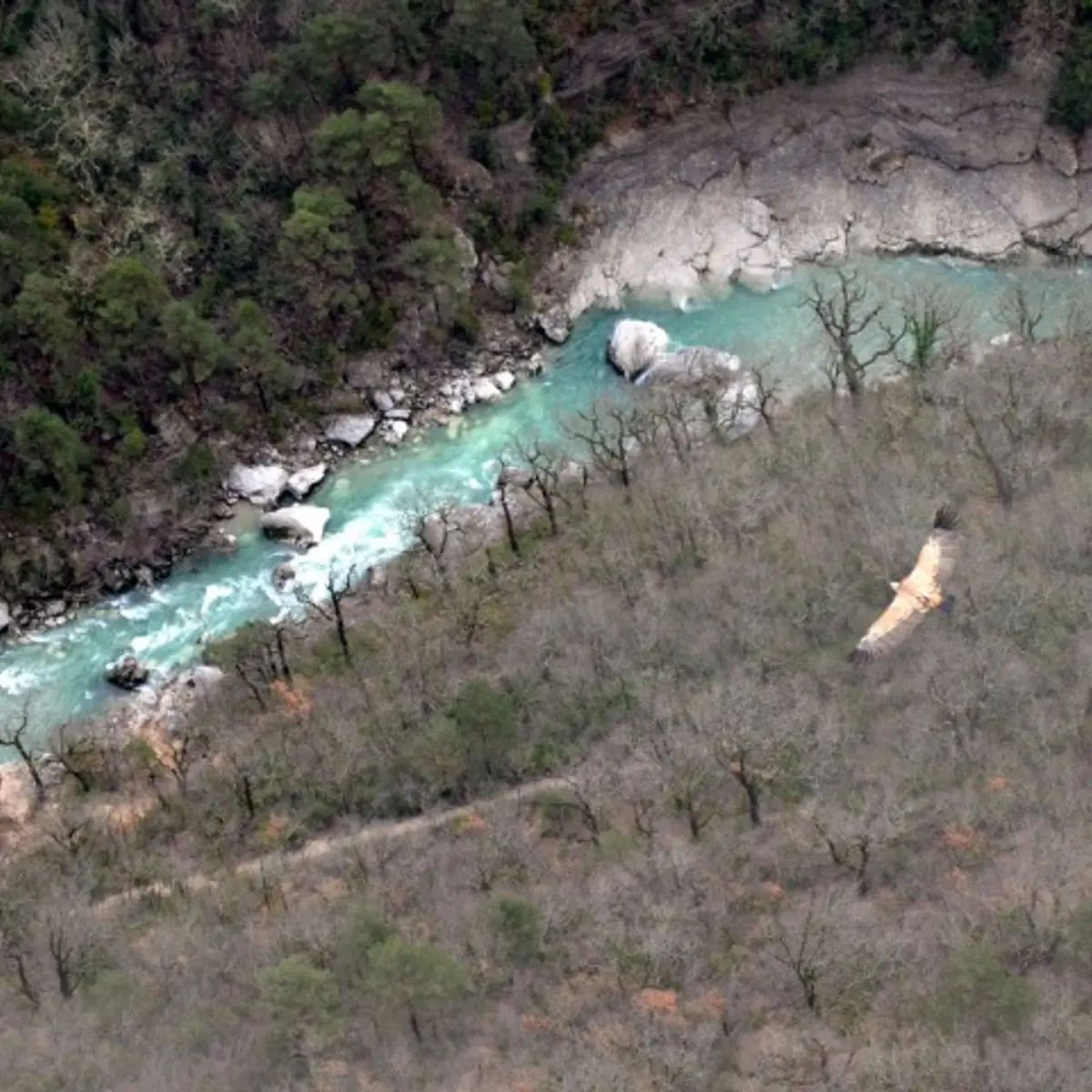 Le Vautour fauve (Gyps fulvus) , survolant le sentier Blanc-Martel