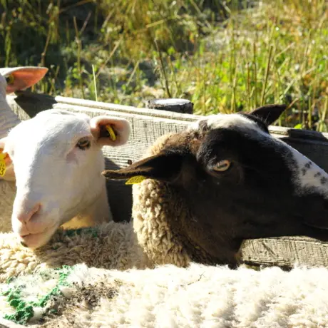 Ferme de Champ Noble_Baratier