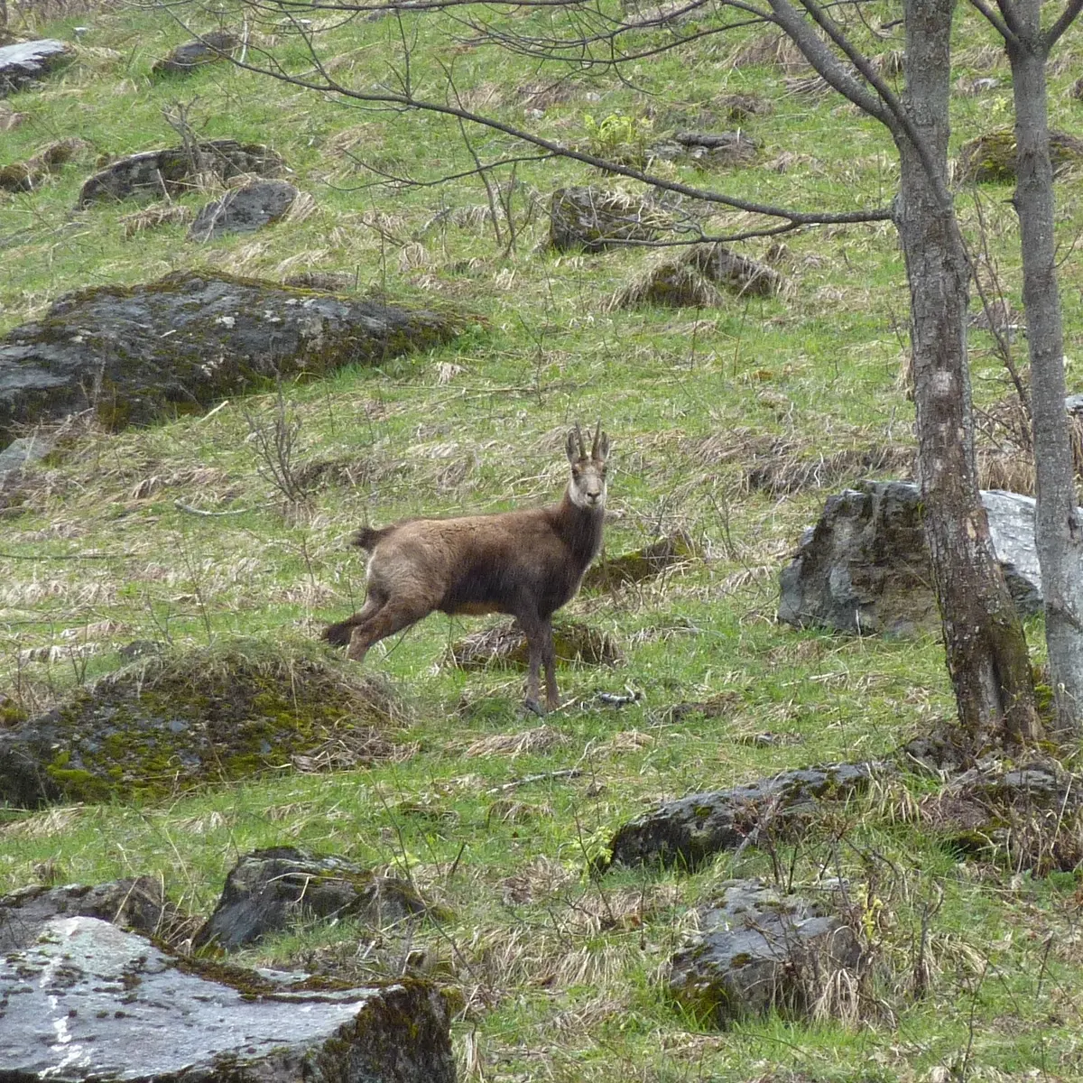 Chamois dans la prairie