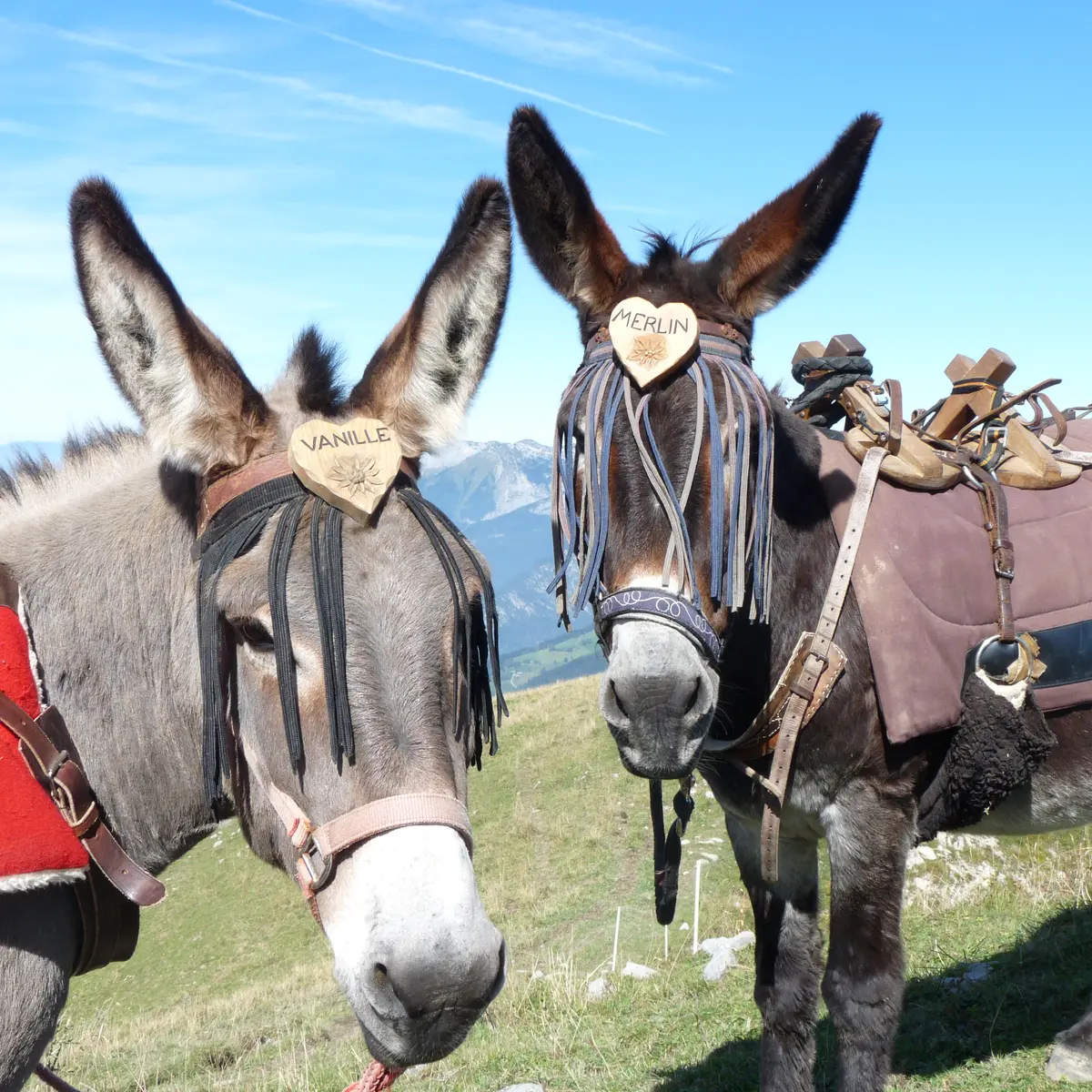 rando avec les ânes ânes et alpages
