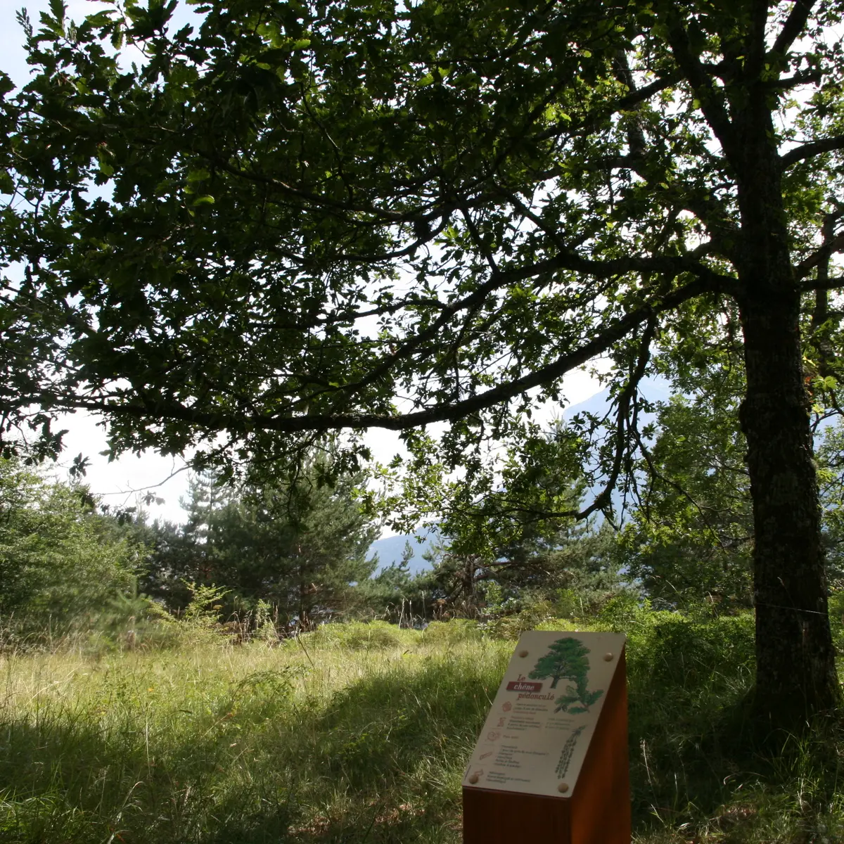 Sentier en forêt