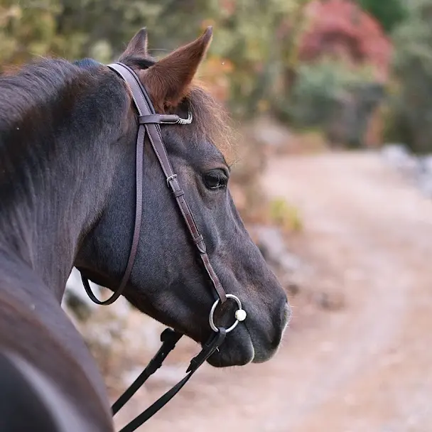 élevage des sorgues