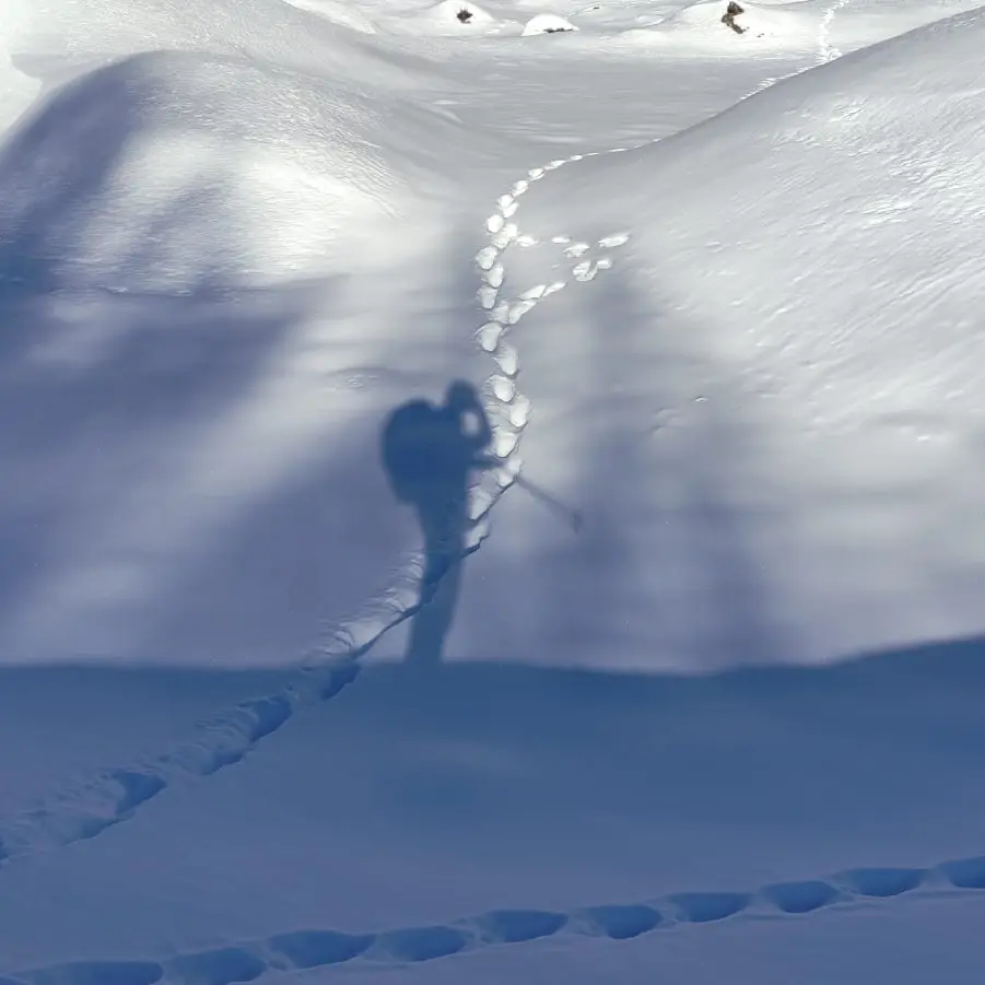 Raquette : Le Loup, les Animaux et la Nocturne avec l'ESF