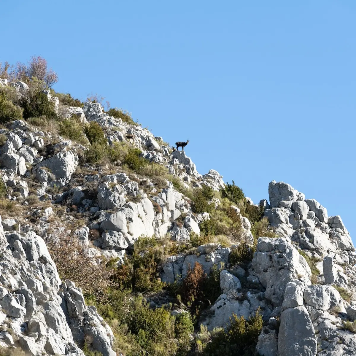 Chamois
