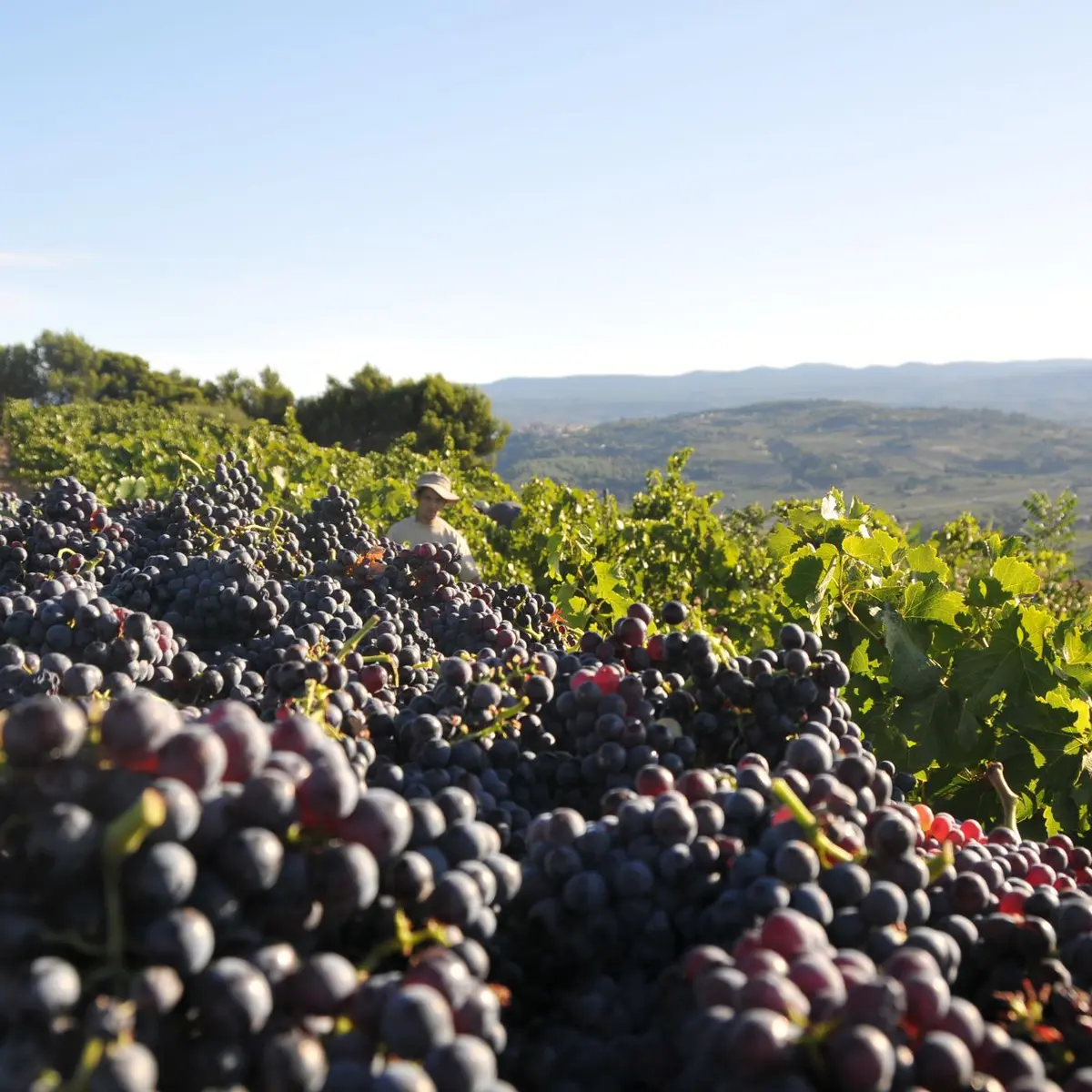 Vendanges