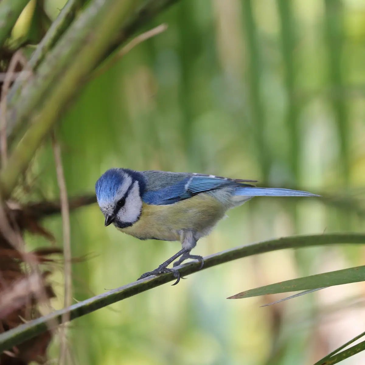 Activité enfants « Traces et indices des animaux en hiver »_Rayol-Canadel Sur Mer