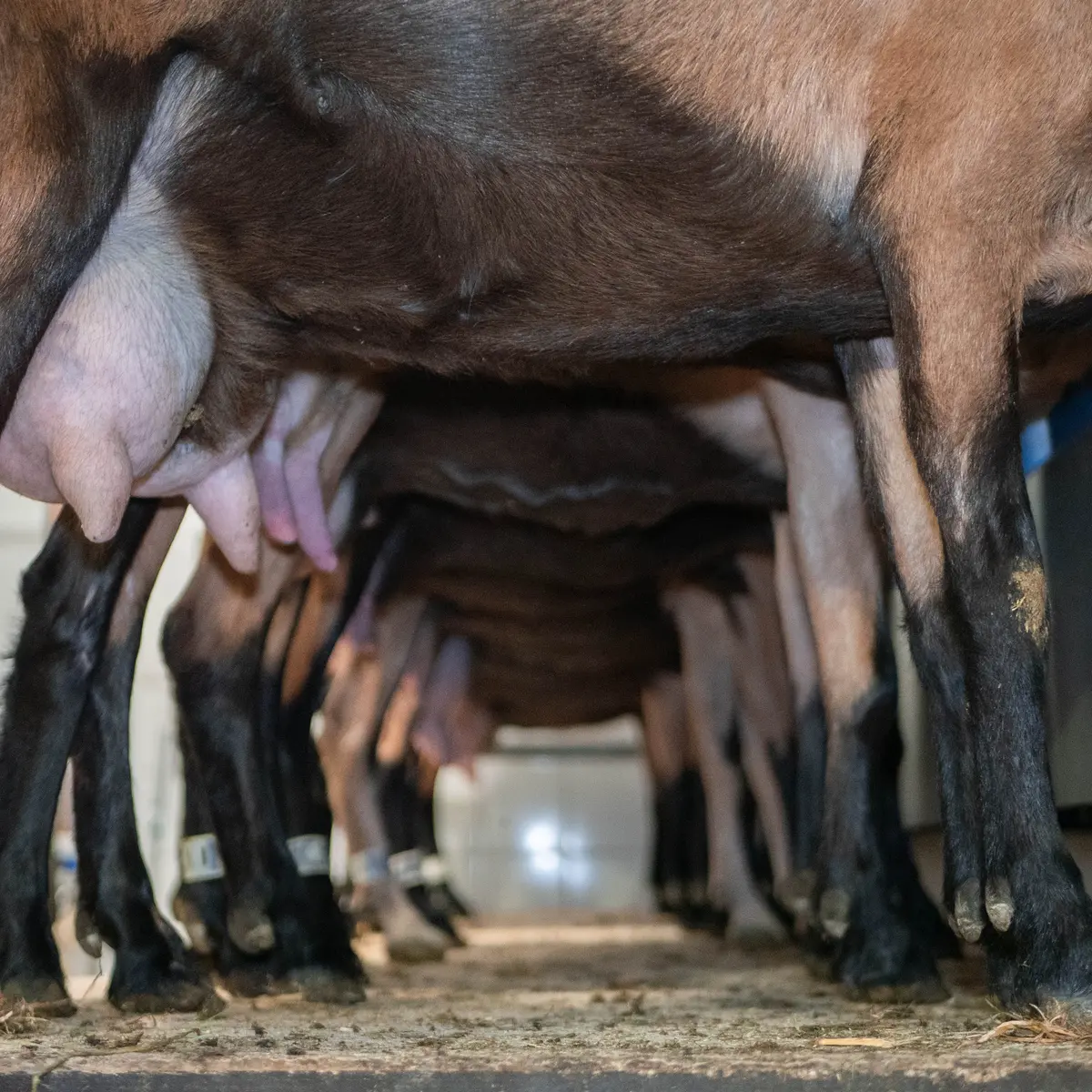 Traite des chèvres à la Chèvrerie des 7 Laux