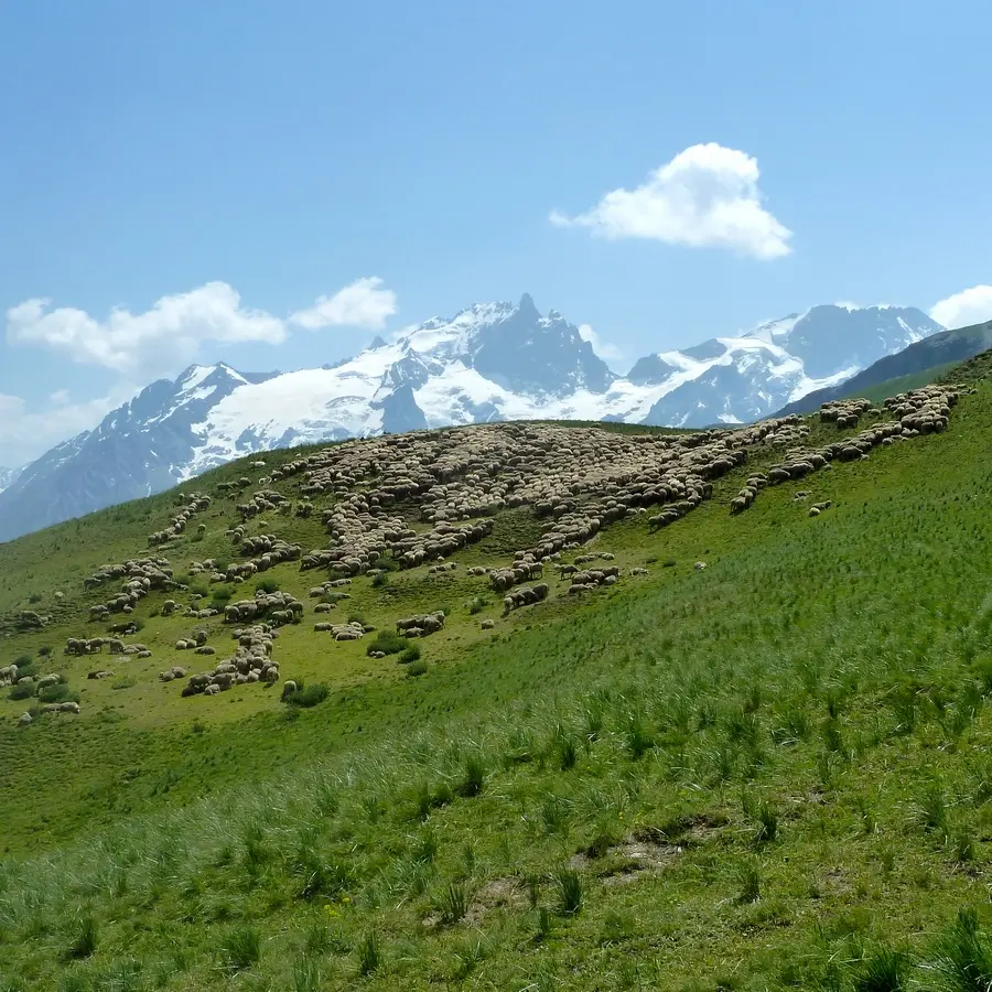 Troupeau vallon de la Buffe