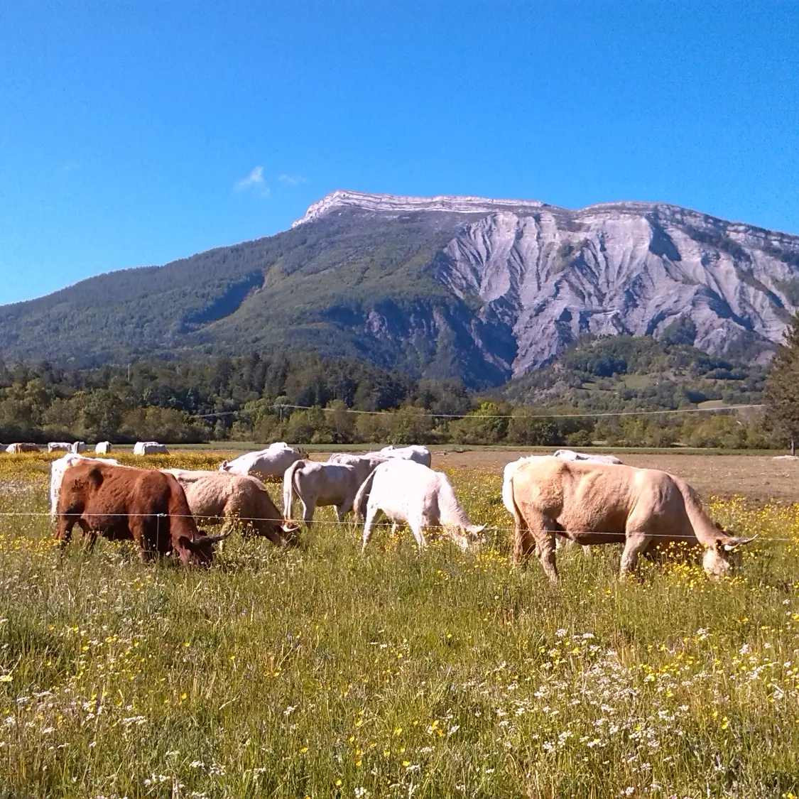 Le Bovin Alpin - Visite à la ferme