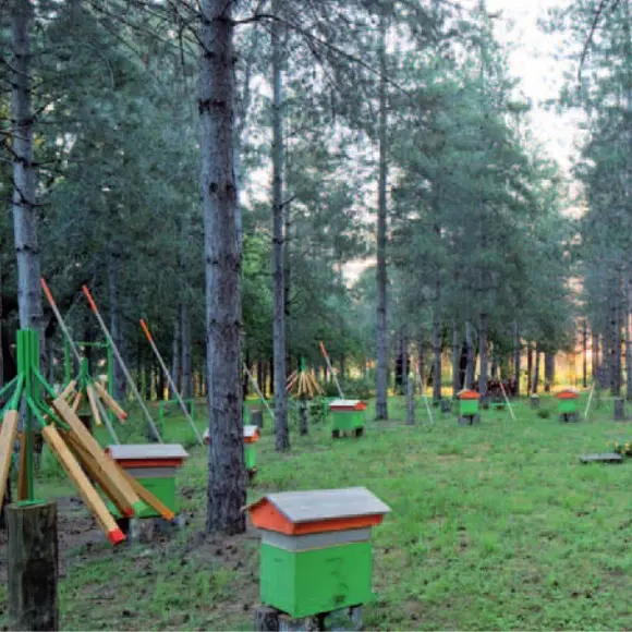 Bois de Montrosiès Nègrepelisse