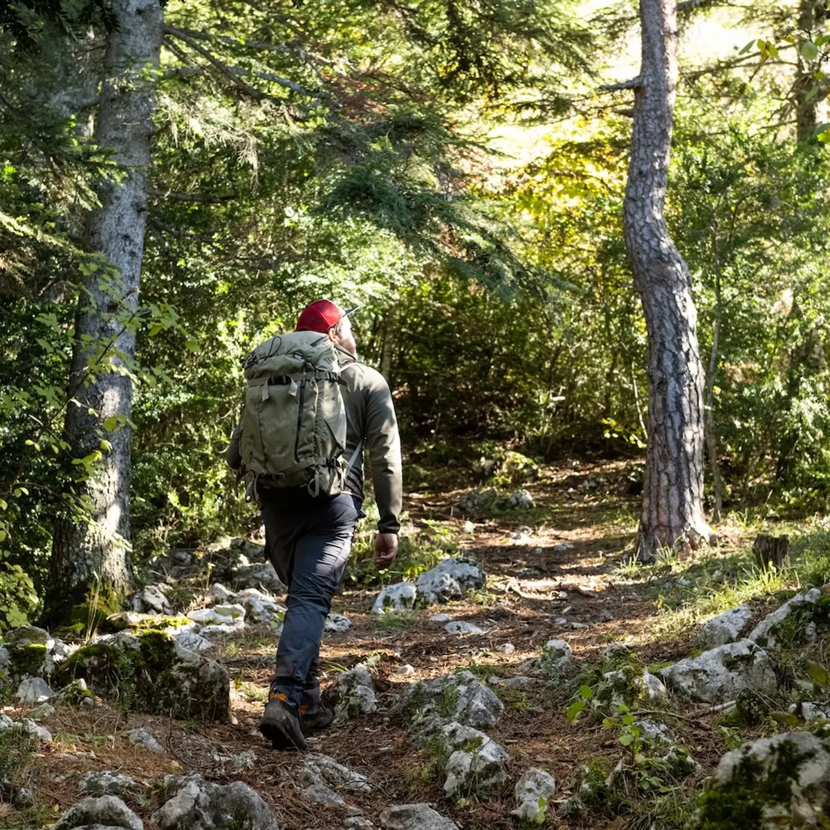 Passage en forêt