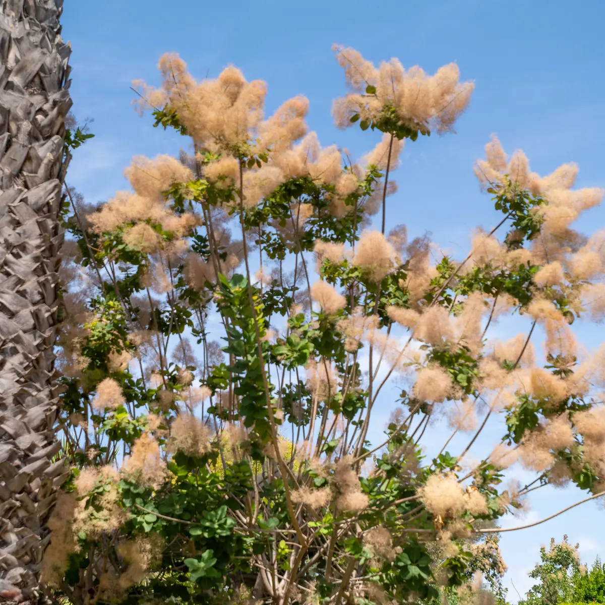 Terrain de pétanque de  la Rambla_Saint-Cyr-sur-Mer