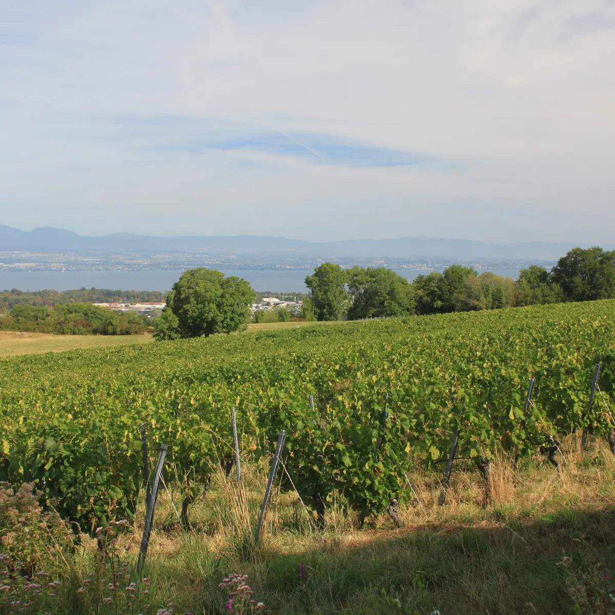 Vue sur les vignes