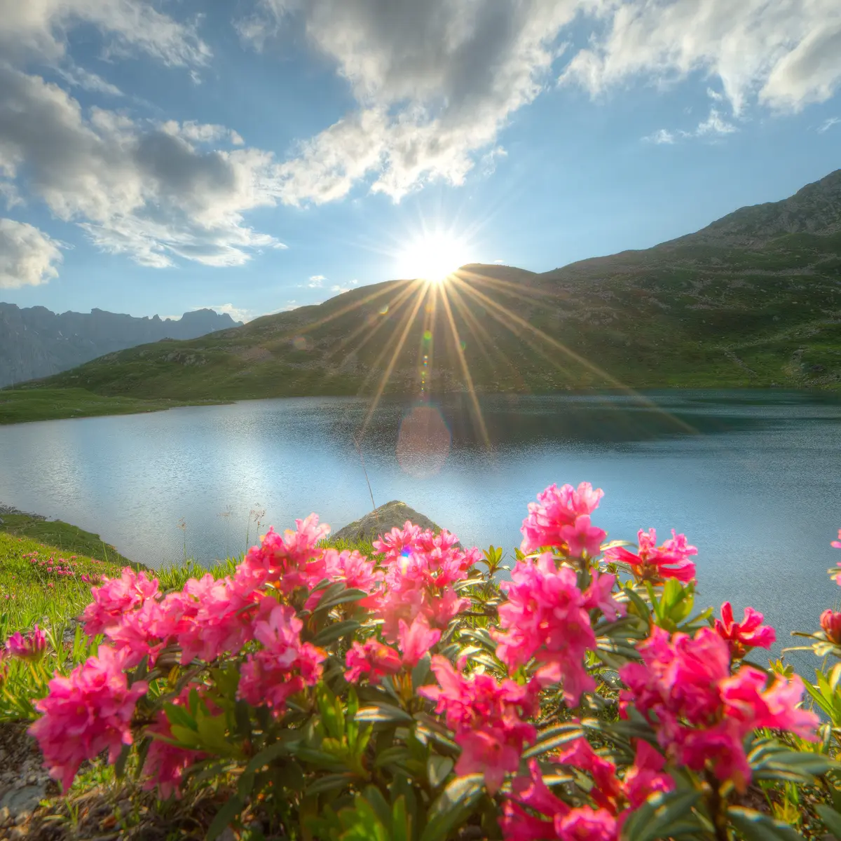 Lacs Jovet avec des fleurs de montagne