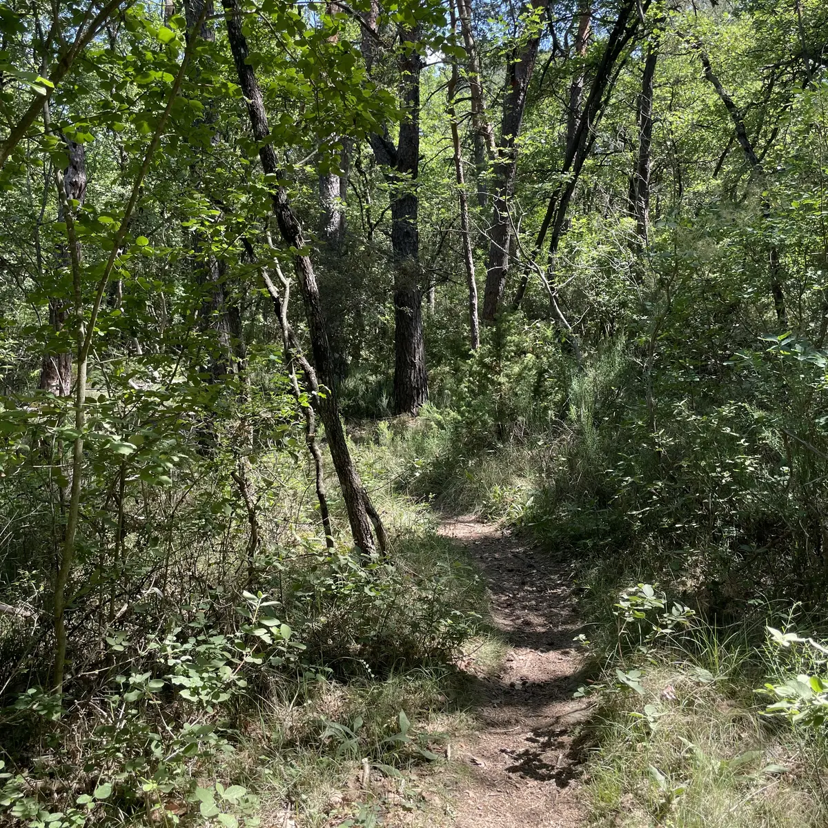 Balade des Bruyères