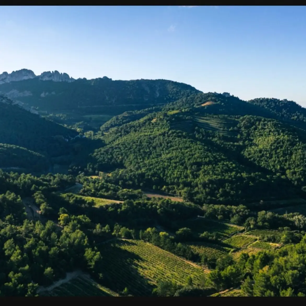 seul au monde, loin de toute pollution, nos vignes...