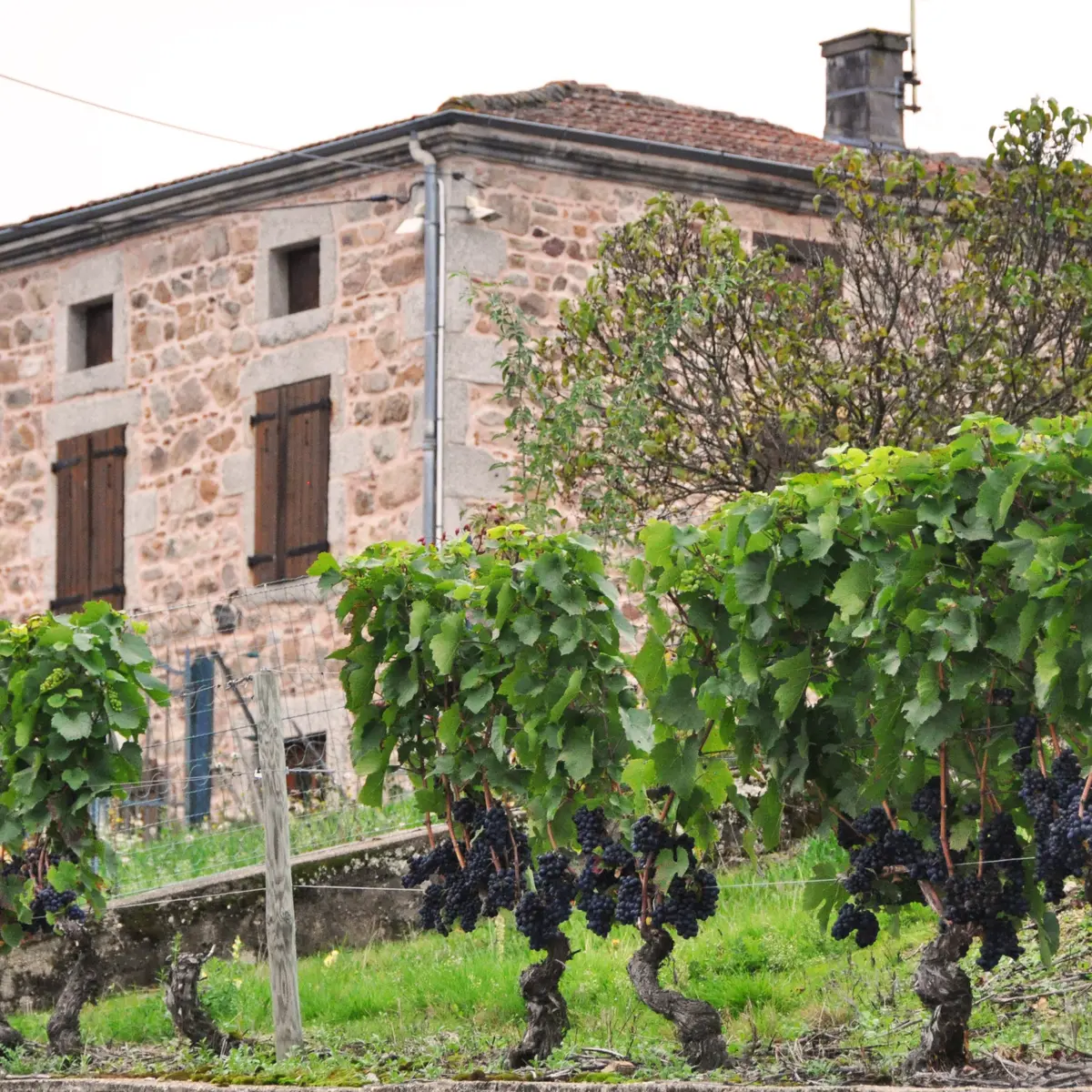 Domaine Désormière