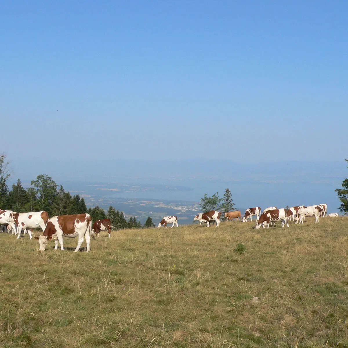 Hermones