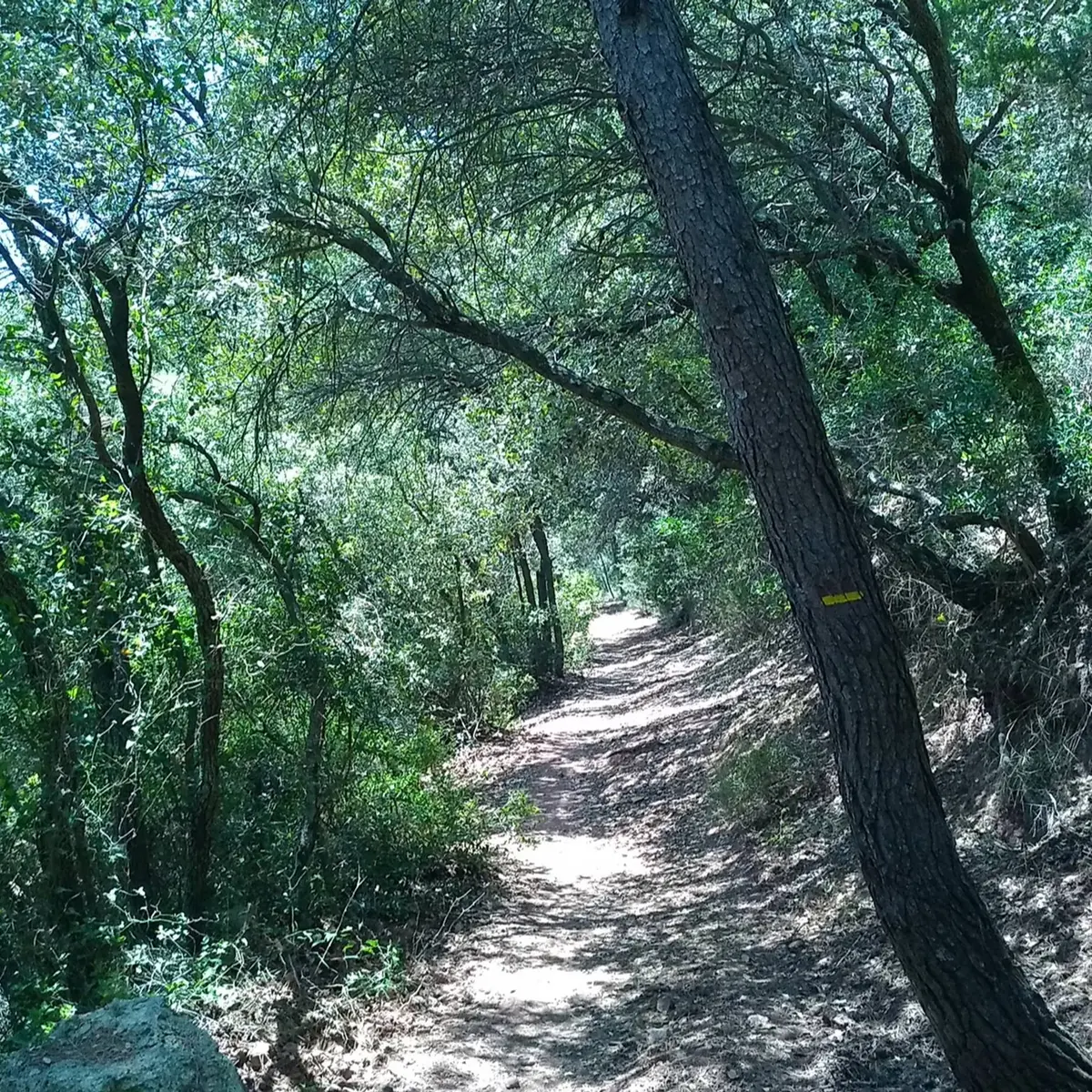 Sentier forestier entouré d'essences d'arbres comme le pin qui est balisé