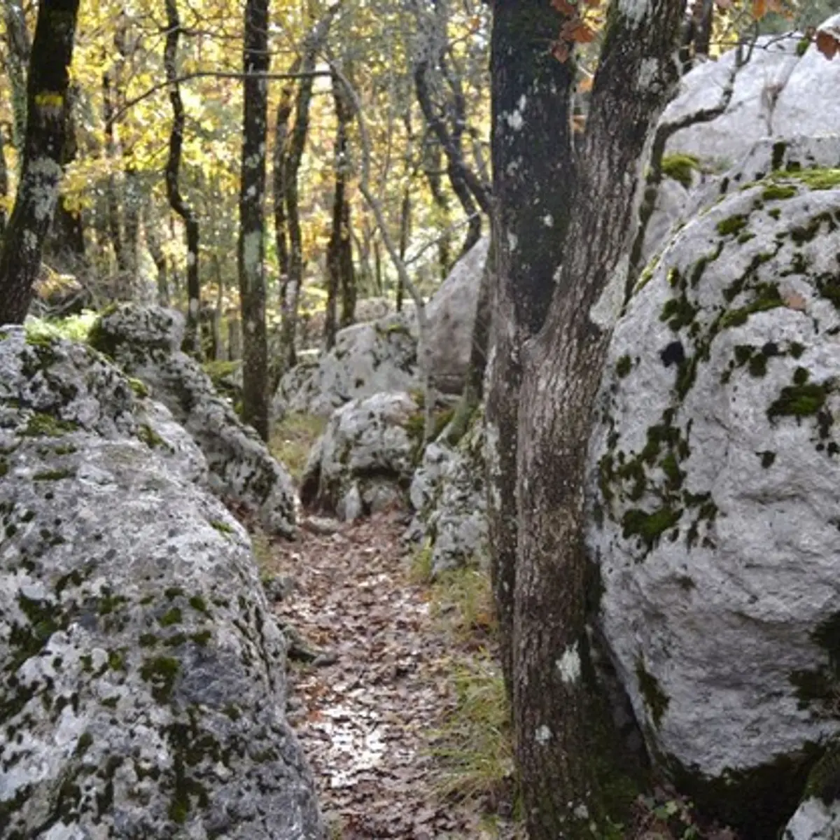Milieu karstique au plateau de la Cayre