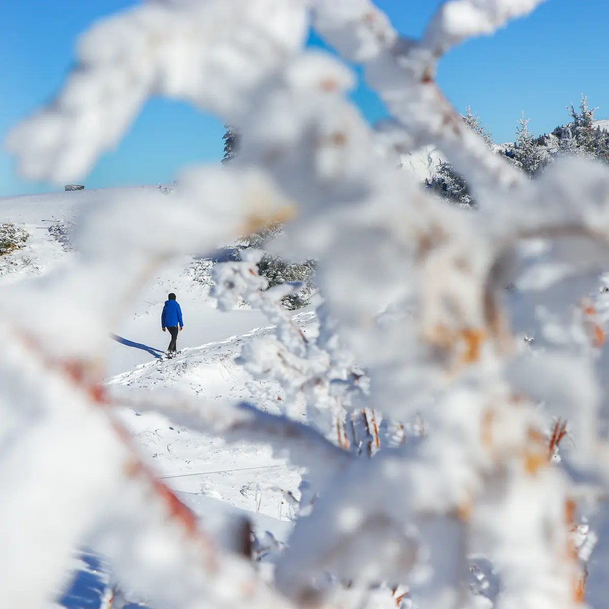 Sortie accompagnée en randonnée raquette dans la neige poudreuse