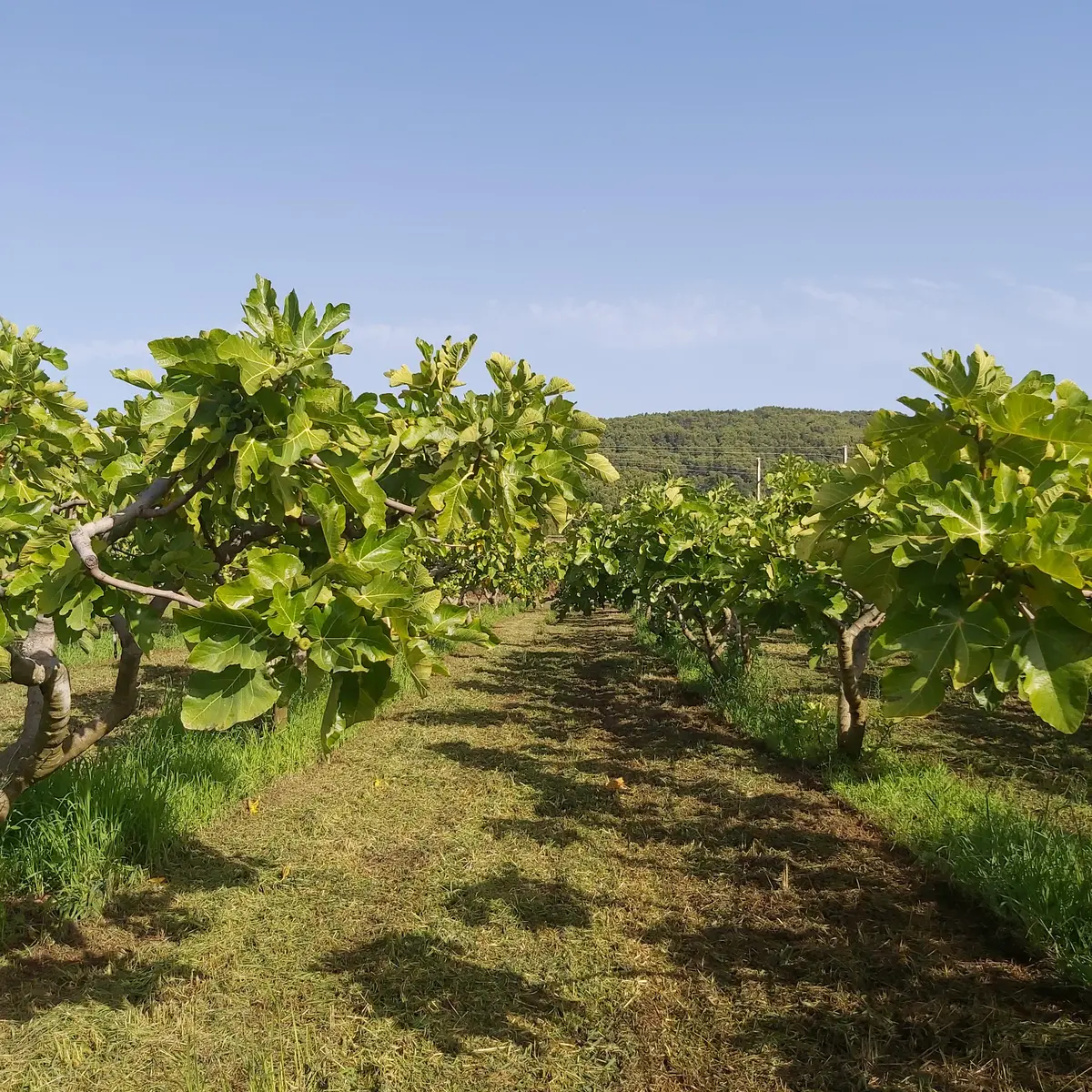 La Figue de Solliès-Pont_Solliès-Pont